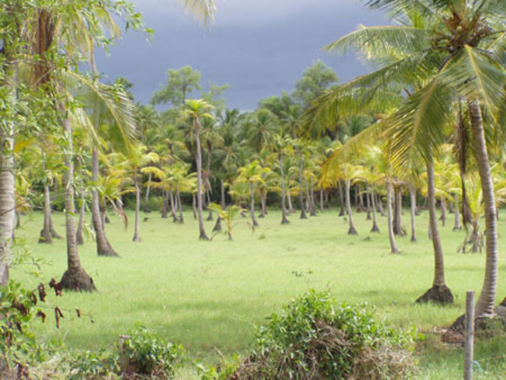 Palmeraie luxuriante sous un ciel menaçant