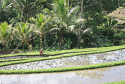 Rizières à côté du temple de Gunung Kawi