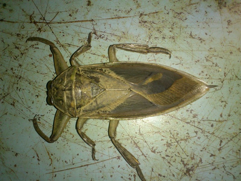 Un insecte comme on n'en voit pas chez nous Un insecte comme on n'en voit pas chez nous