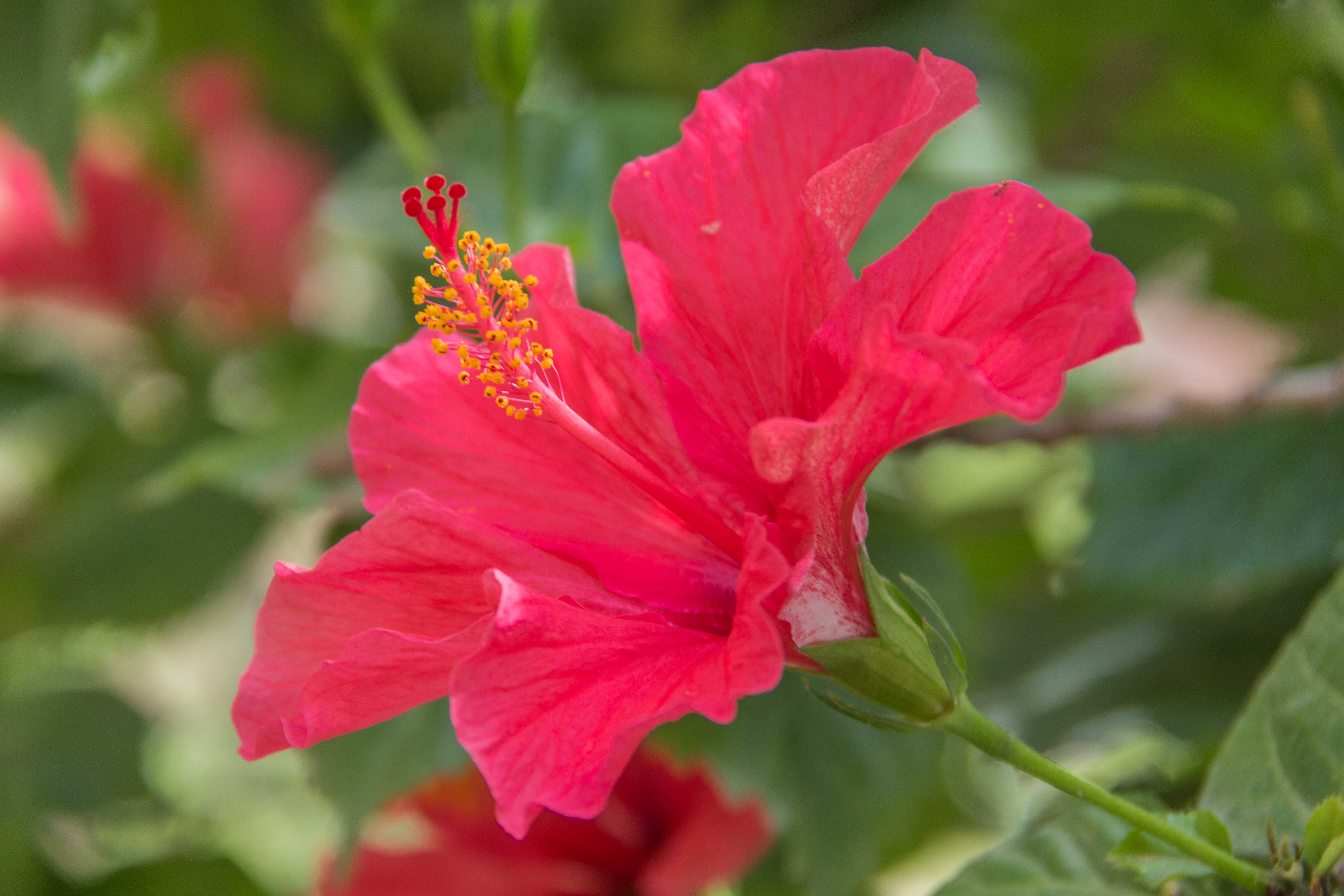 Fichier:Une fleur rouge Algerie.jpg — Wikipédia