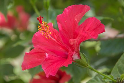 Alger - Jardin d'Essai - Fleur d'hibiscus