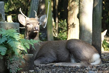 Animal à Nara au Japon