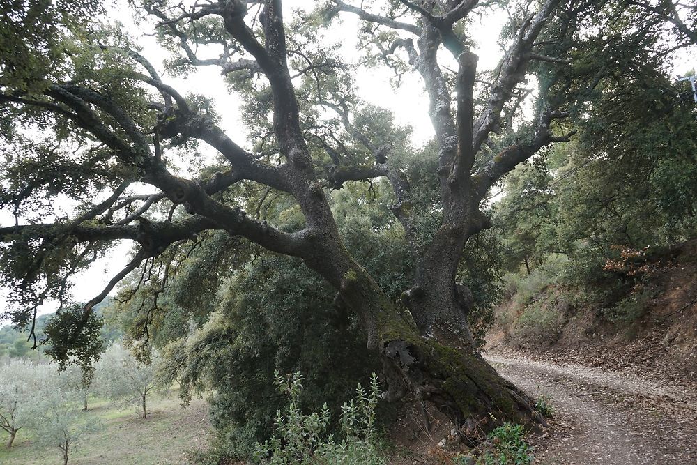 Parc Naturel Régional du Luberon