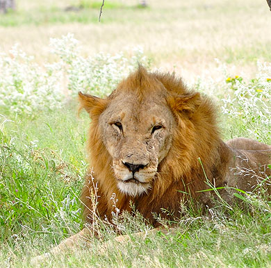 Lion à Etosha Lion à Etosha