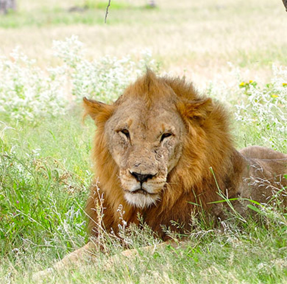 Lion à Etosha