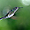 Colibri en vol