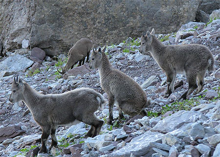 Jeunes bouquetins prêt à déguerpir Jeunes bouquetins prêt à déguerpir