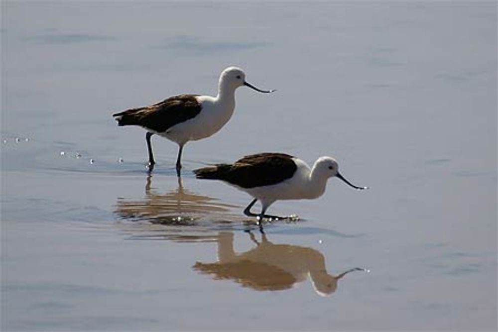 Avocettes américaines