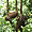 Les orangs Outans à Sepilok