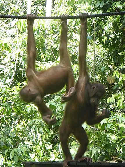 Les orangs Outans à Sepilok