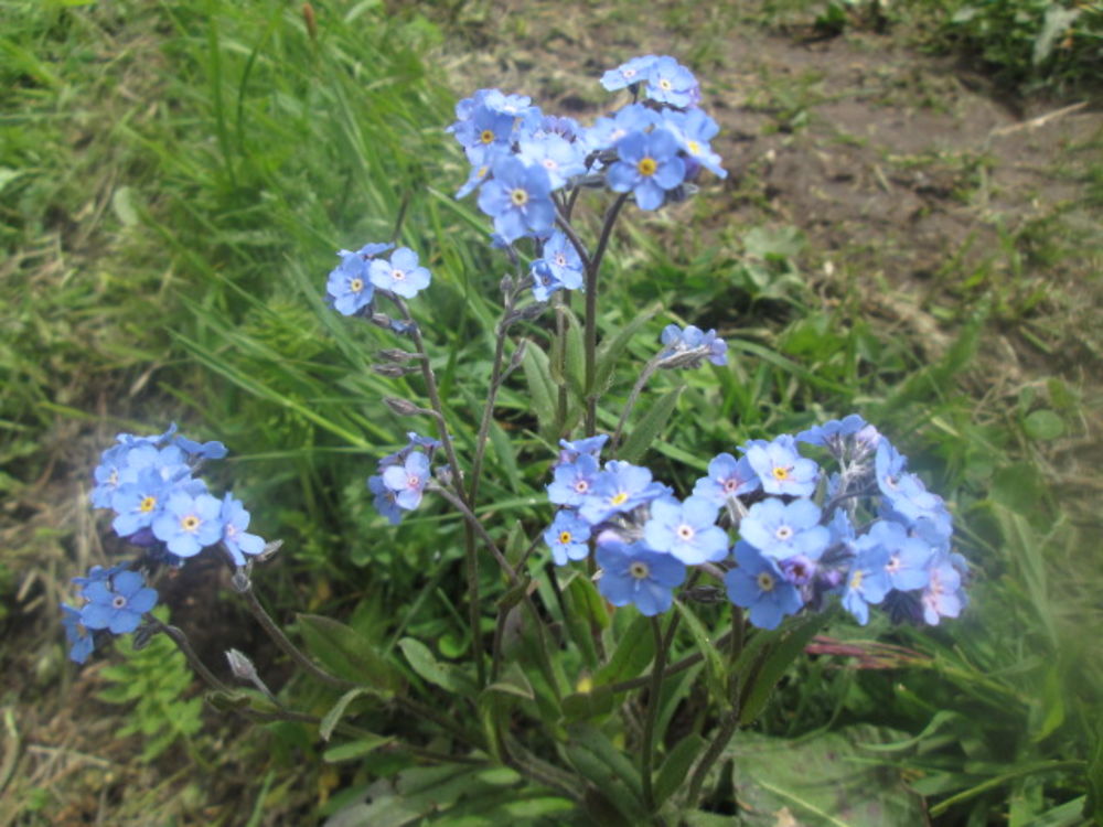 Myosotis des montagnes