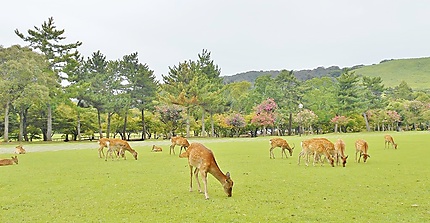 Cerfs et biche à Nara