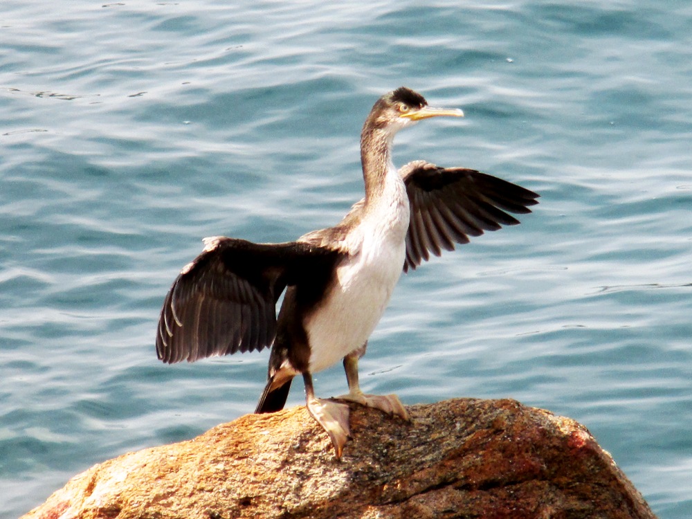 Cormoran Cormoran