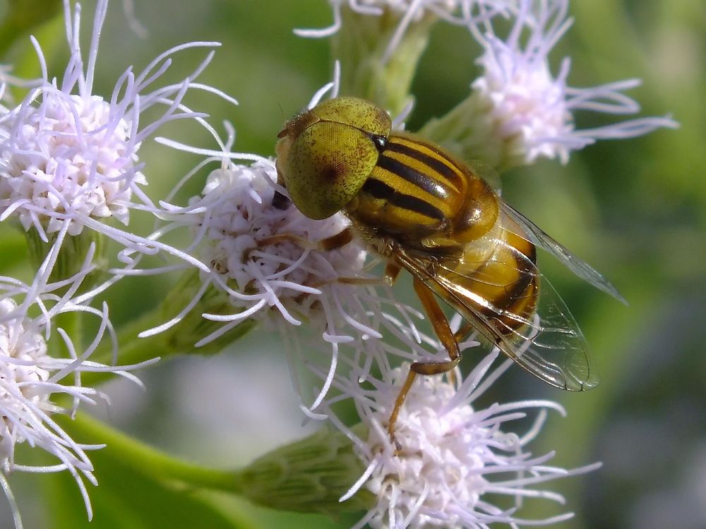 Insecte du Laos