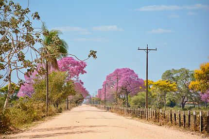 Sur la route du Pantanal