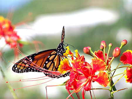 Papillon du Mont Vernon Papillon du Mont Vernon