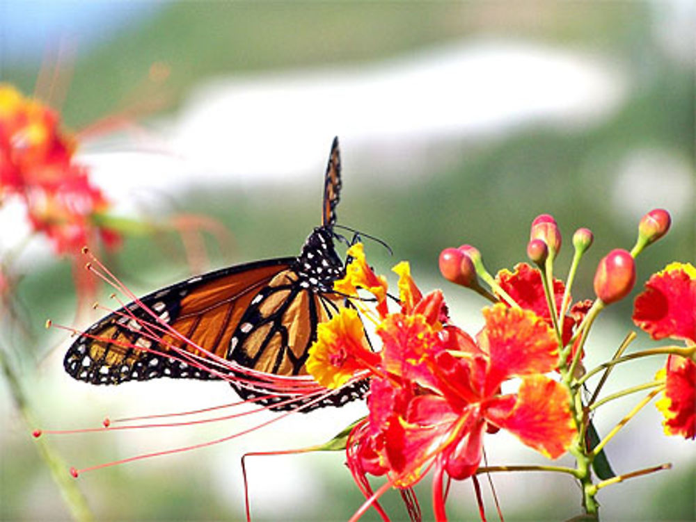 Papillon du Mont Vernon