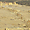 Crépuscule sur Palmyre