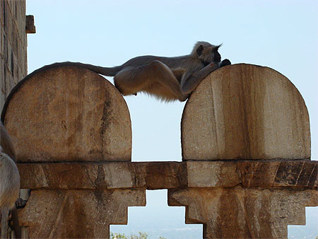 Relaxation simiesque Relaxation simiesque