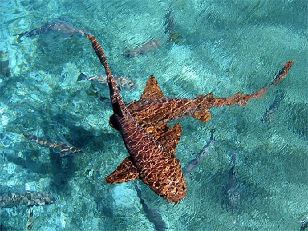 Requins au Belize