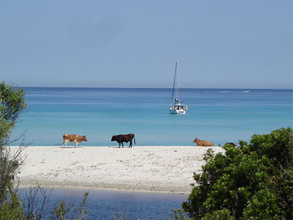 Plage de Saleccia