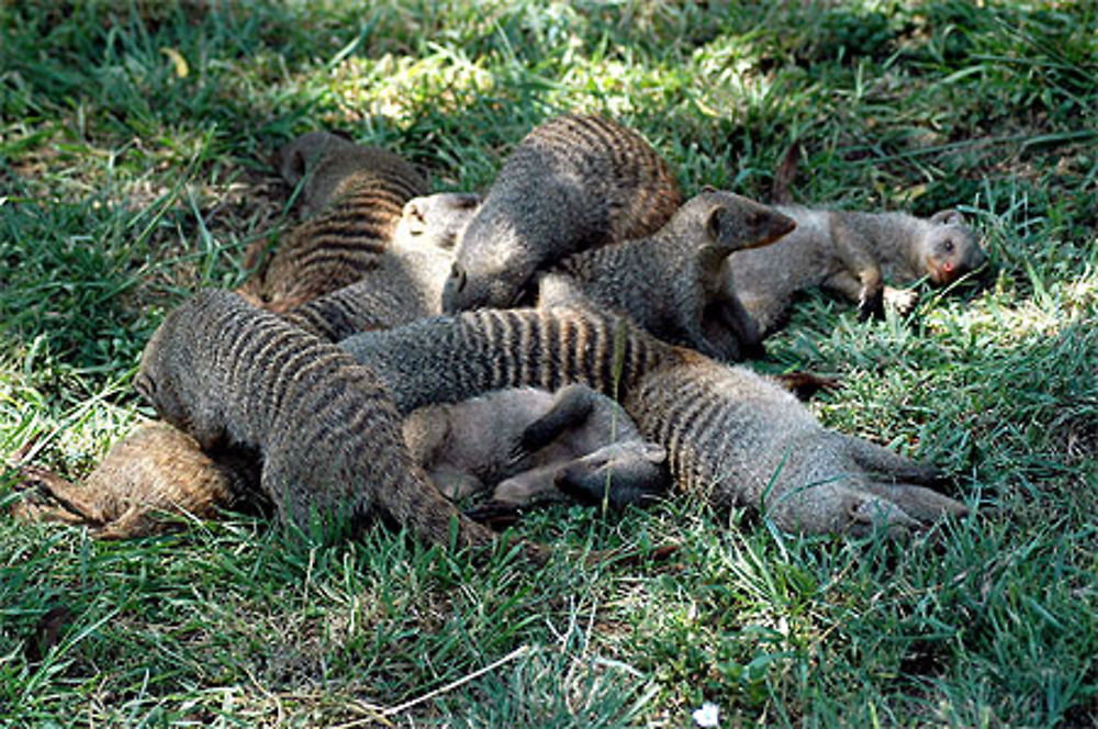 La sieste des mangoustes