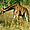 Jeune girafe en brousse