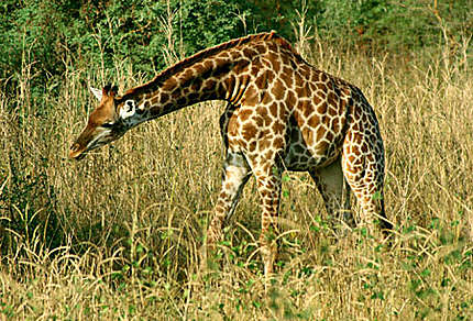 Jeune girafe en brousse