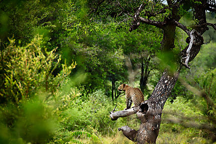 Léopard au Kruger Park