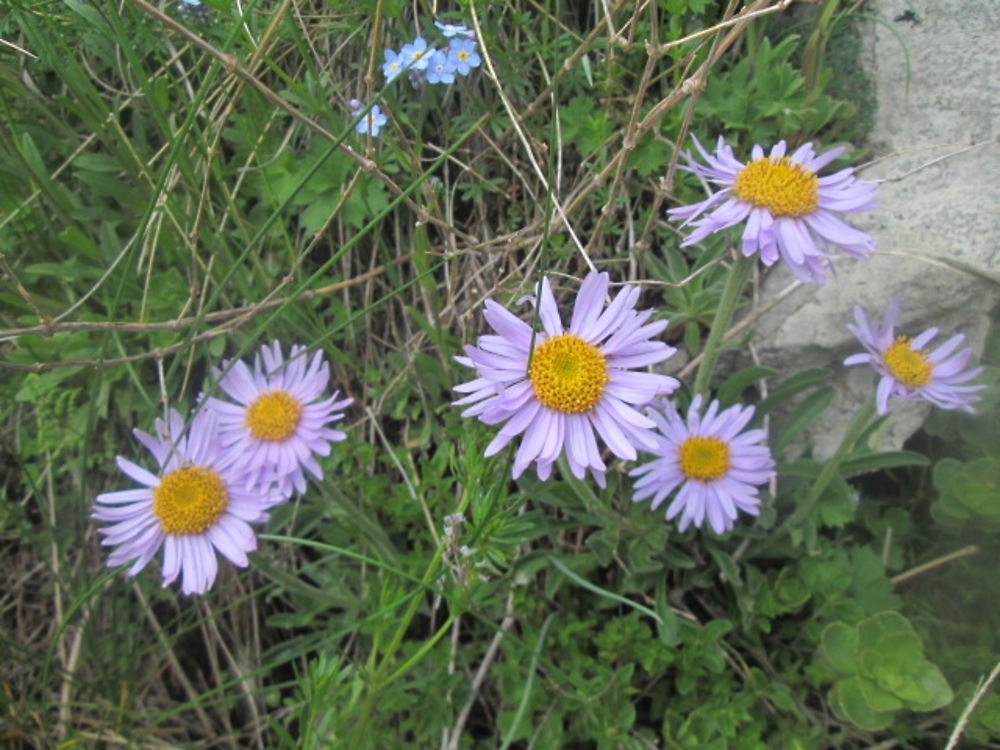 Aster des montagnes