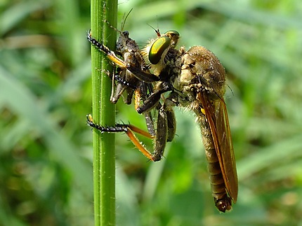 Insecte du Laos