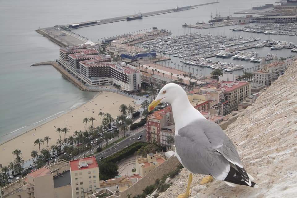 Alicante Alicante