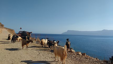 Chèvres en Crète