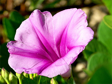 Fleur du mont Vernon Fleur du mont Vernon