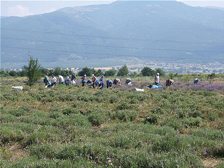 Cueillette de lavande Cueillette de lavande