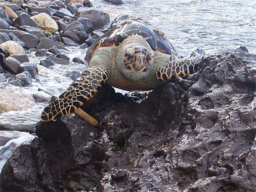 Plage des tortues