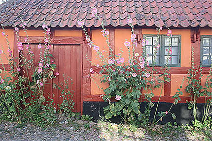 Roses Trémières devant une maison à colombage