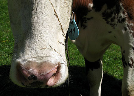 Vache n°11 Vache n°11