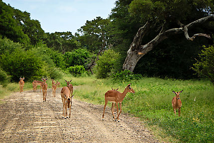 Rencontre au Kruger Park