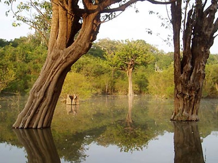 La forêt amazonienne