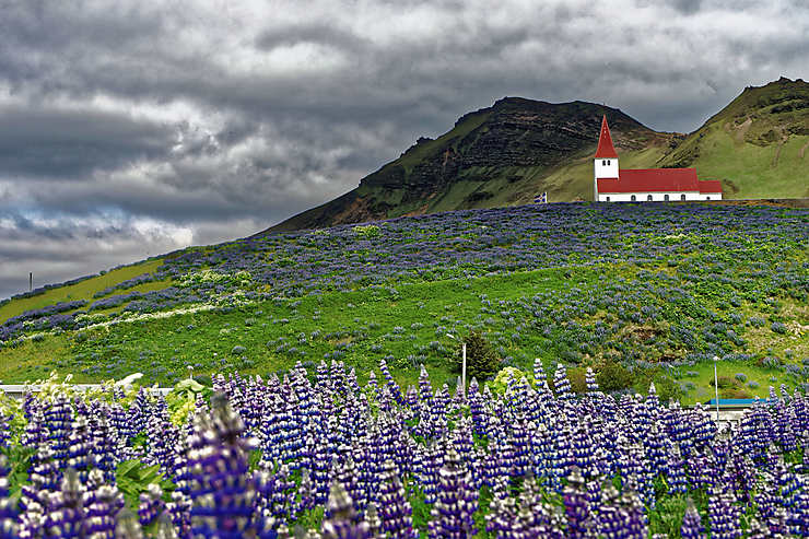 Chapelle au milieu des lupins, Islande