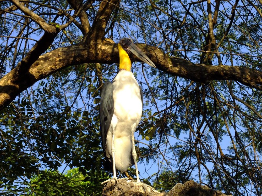 Marabout au wat Si Muang