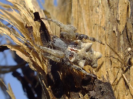 Araignée du Laos