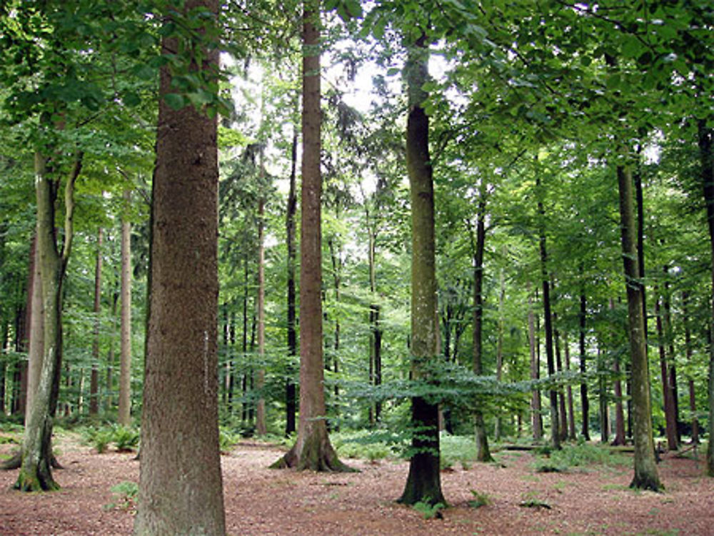 La forêt ardennaise