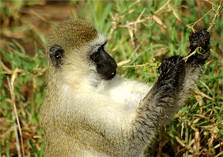 Quels singes observer en Tanzanie ?