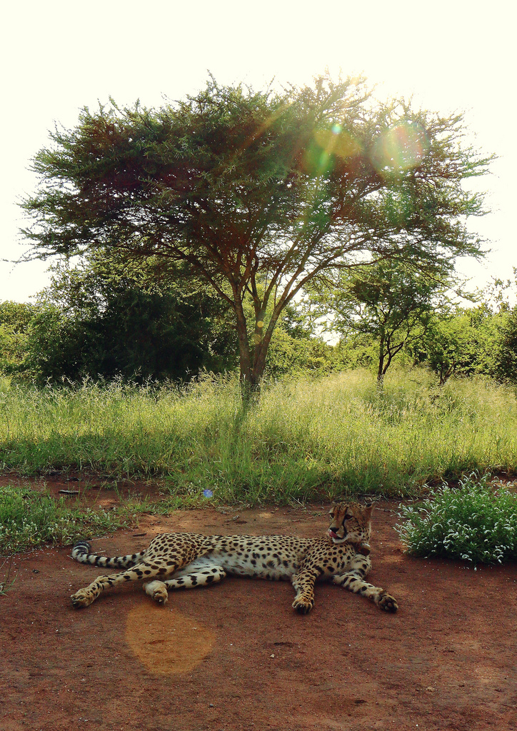 Guépard au Tshukudu Game Reserve Guépard au Tshukudu Game Reserve