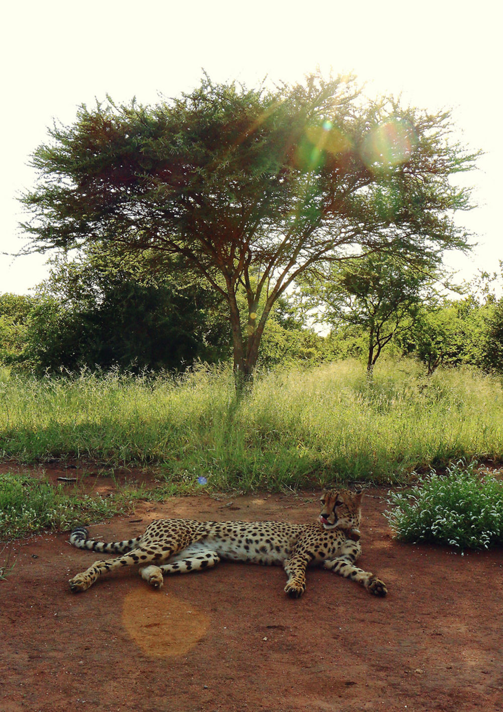 Guépard au Tshukudu Game Reserve