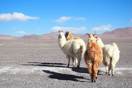 Lamas à la Laguna Colorada