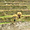 Moisson au pied de l'Annapurna