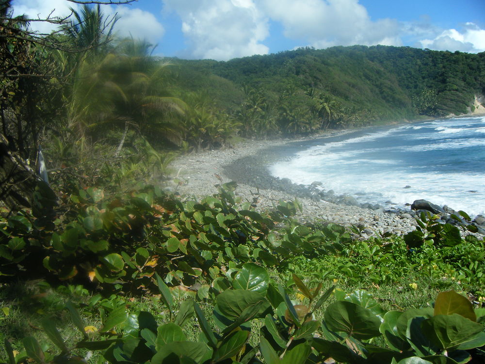 Dominique, la sauvage